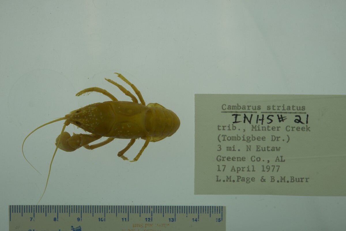 Cambarus striatus image